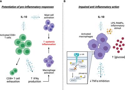 Frontiers | Elevated Interleukin-10 Levels In COVID-19: Potentiation Of ...